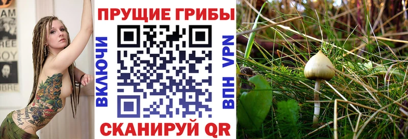 Галлюциногенные грибы MAGIC MUSHROOMS  закладки  Отрадная 